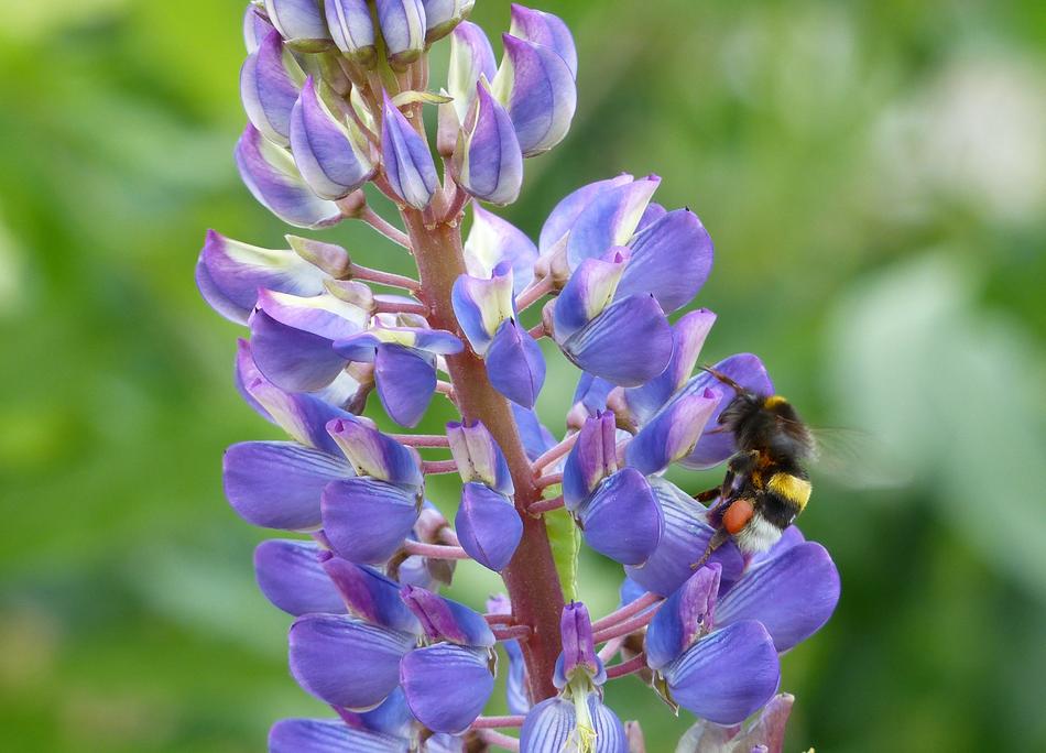 Nature Flower Plant