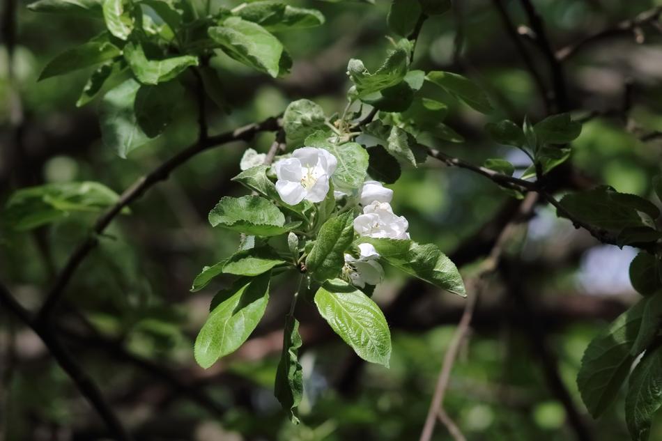 Tree Plant Nature
