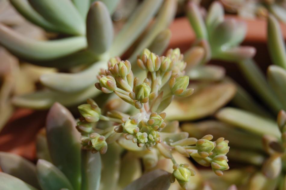 Cactaceae Flower Nature Succulent