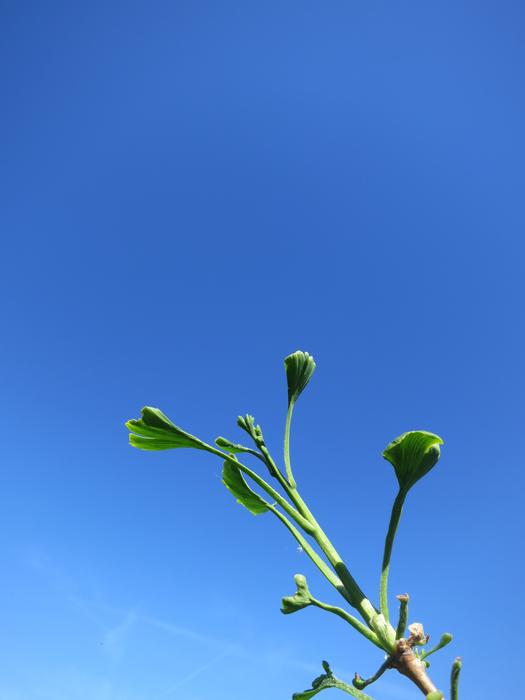 Tree Ginko Leaves