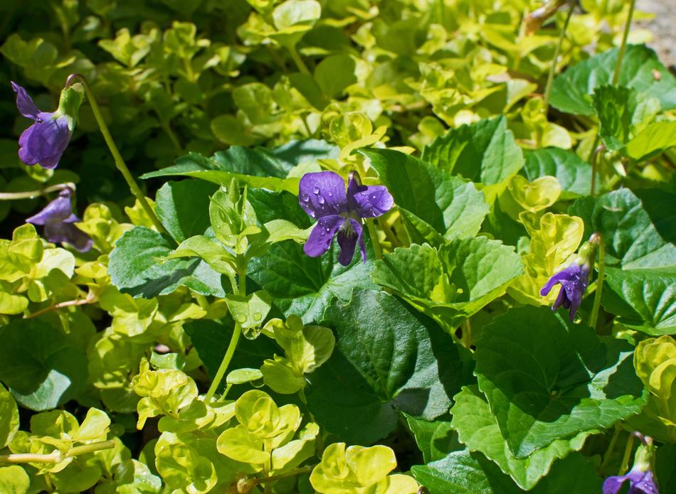 Violet Rain-Wet Blossom