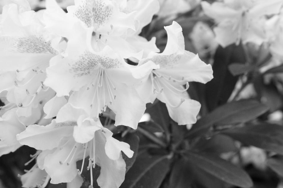 Flower Nature Plant