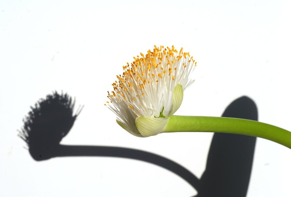 Plant Flower Krvokvět