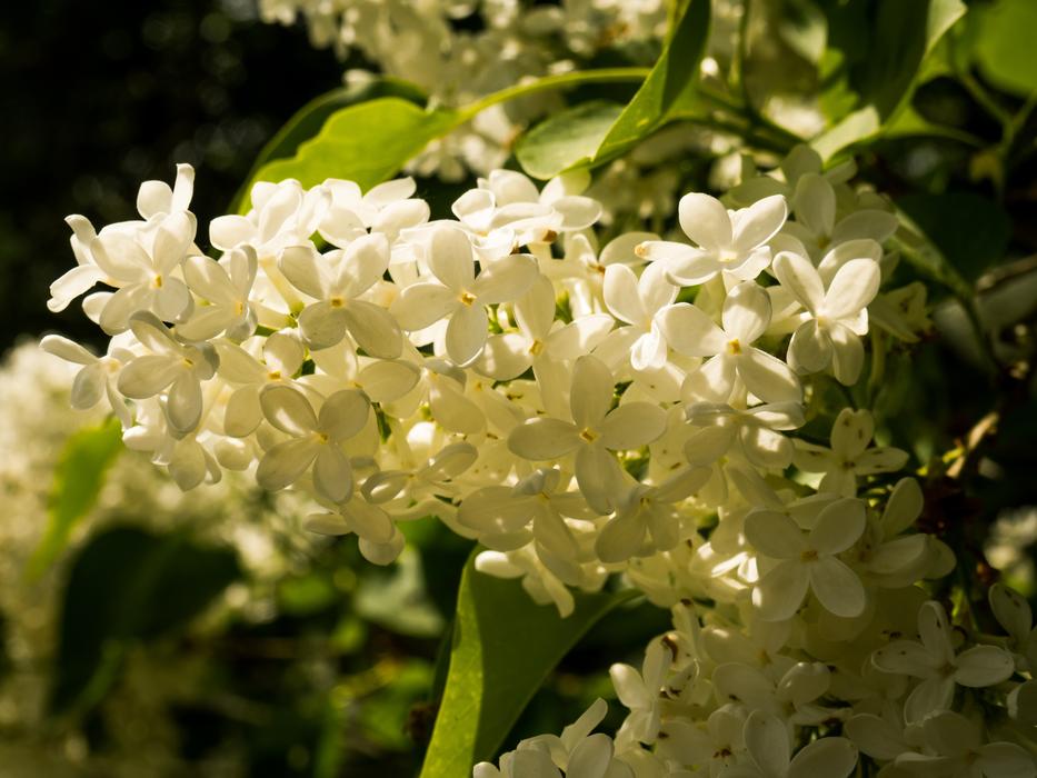 Nature Flower Plant