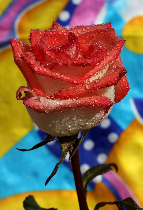 Rose Red Wet