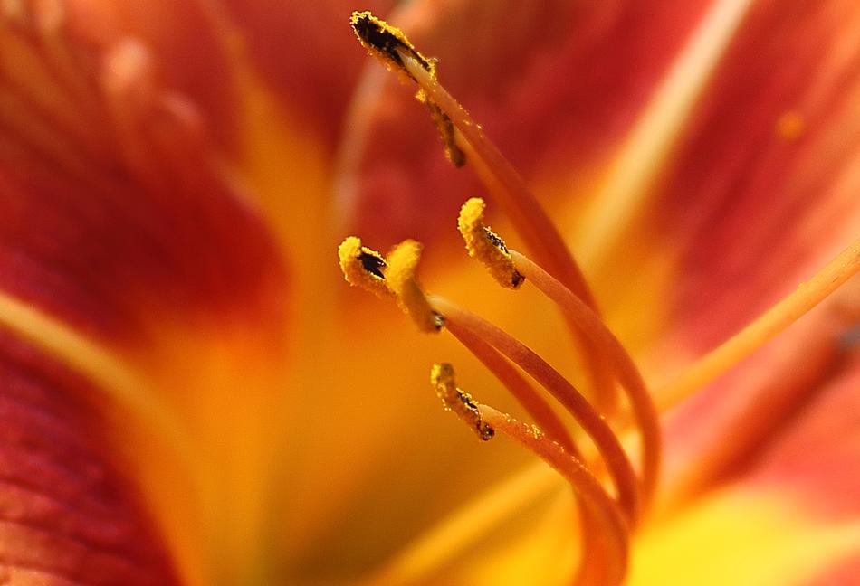 Flowers Orange In