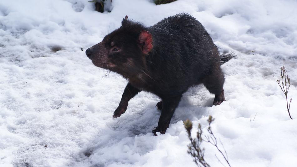 black rodent on snow in devils cradle nature reserve, australia