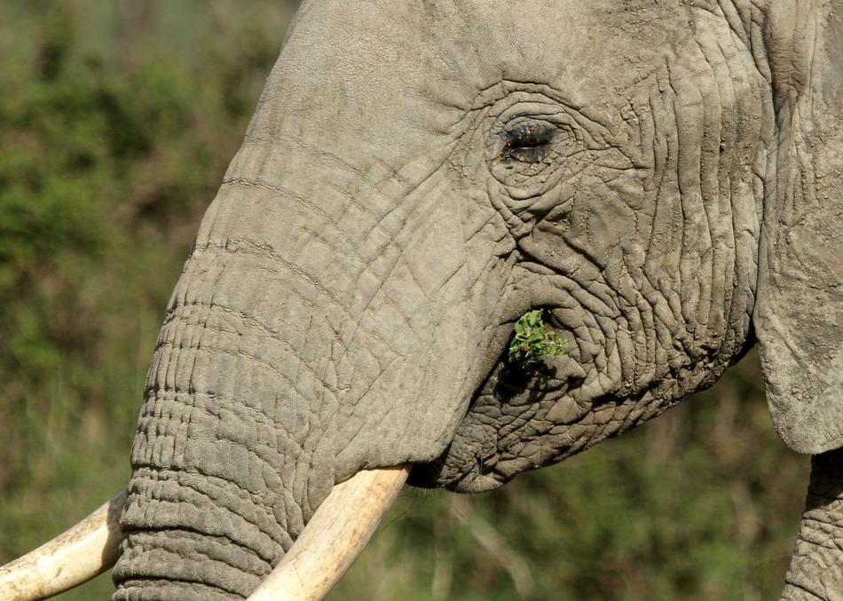 Elephant Wildlife Trunk