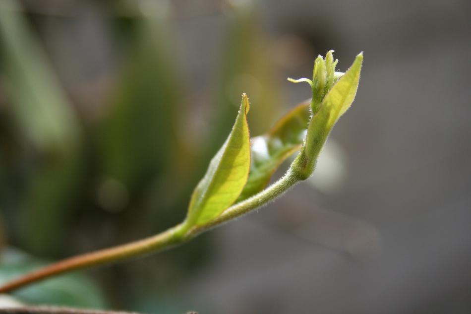 Sheet Nature Plant No