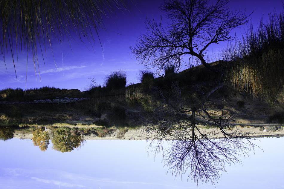 Nature Tree Landscape