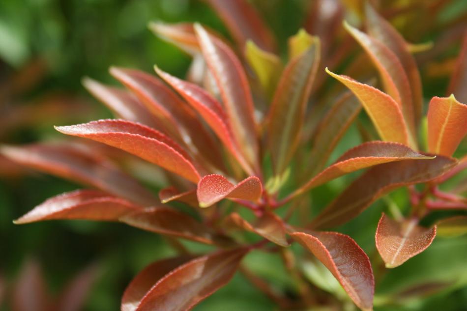 Nature Sheet Plant