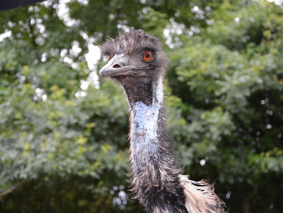Emu Big Bird Nature