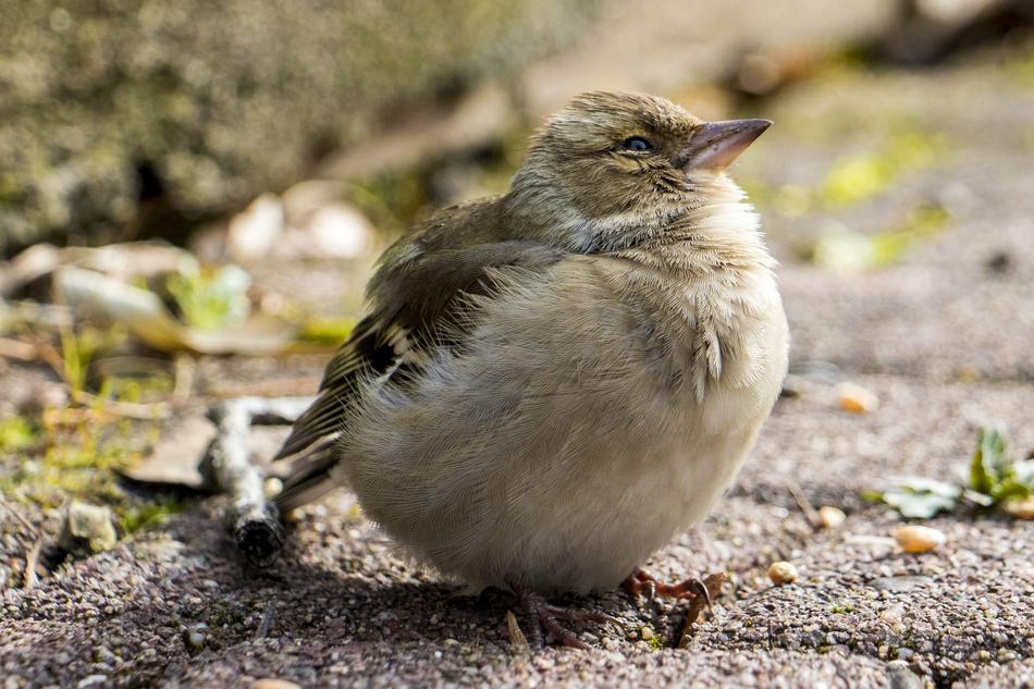 Nature Bird Animal World