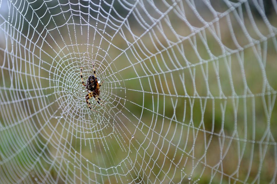 Spider Web Autumn