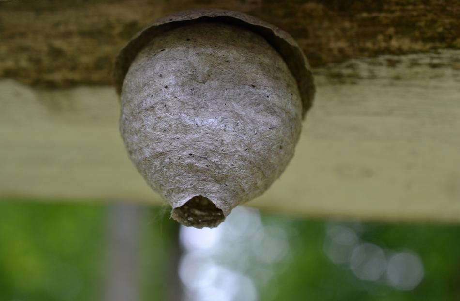Nature Insect Wasp