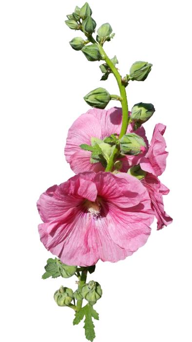 Hollyhock Stem Pink