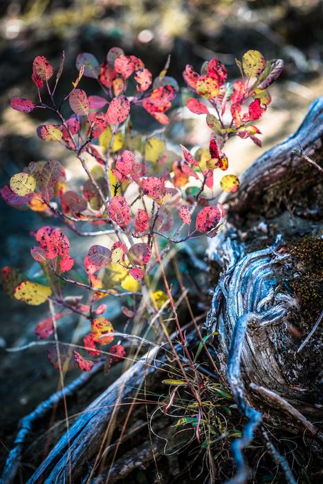 Autumn Colors Red