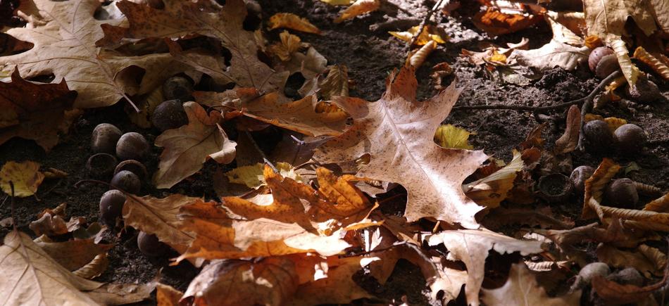 Autumn Leaf Nature