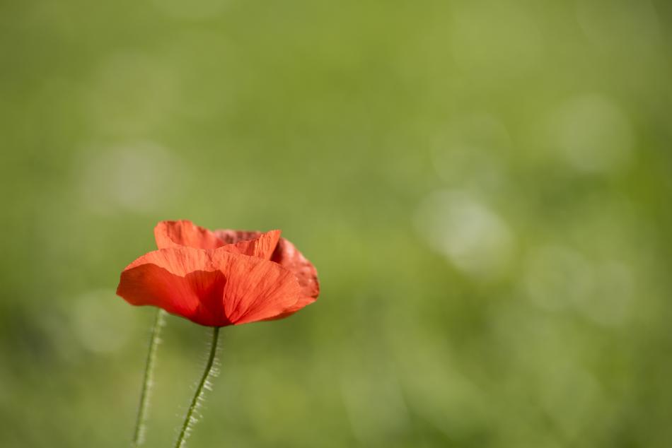 Flower Nature Plant