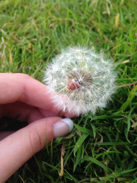 Grass Nature Flora