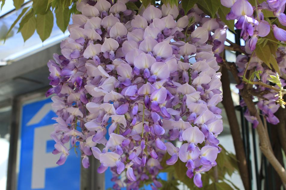 Flower Flora Garden