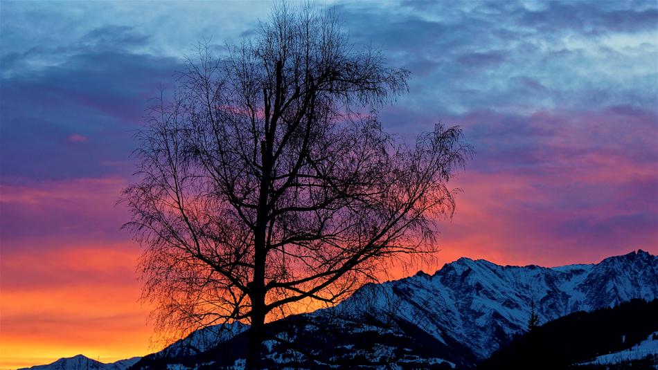 Sunrise Light Tree