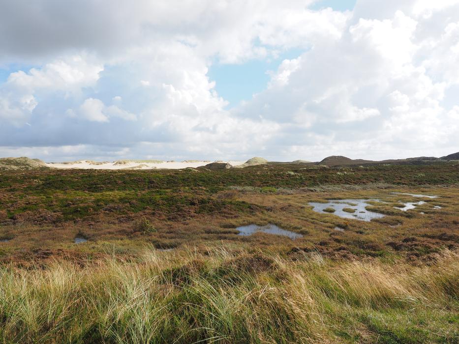 wild field with puddles