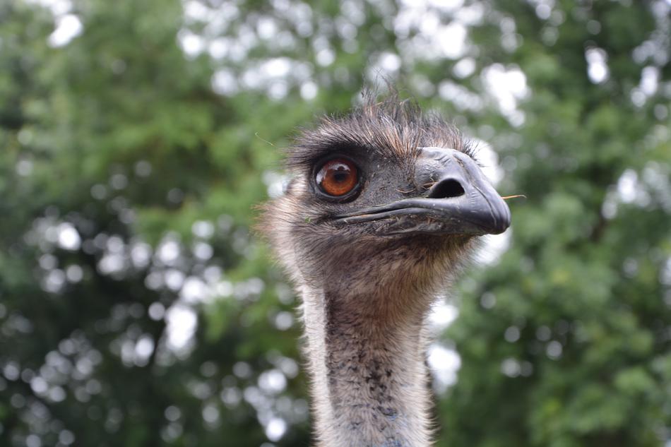 Emu Head Profile Brown