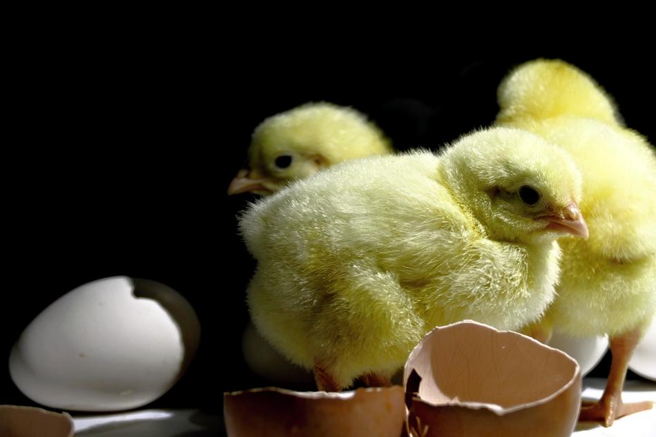 Chick Emergence Home