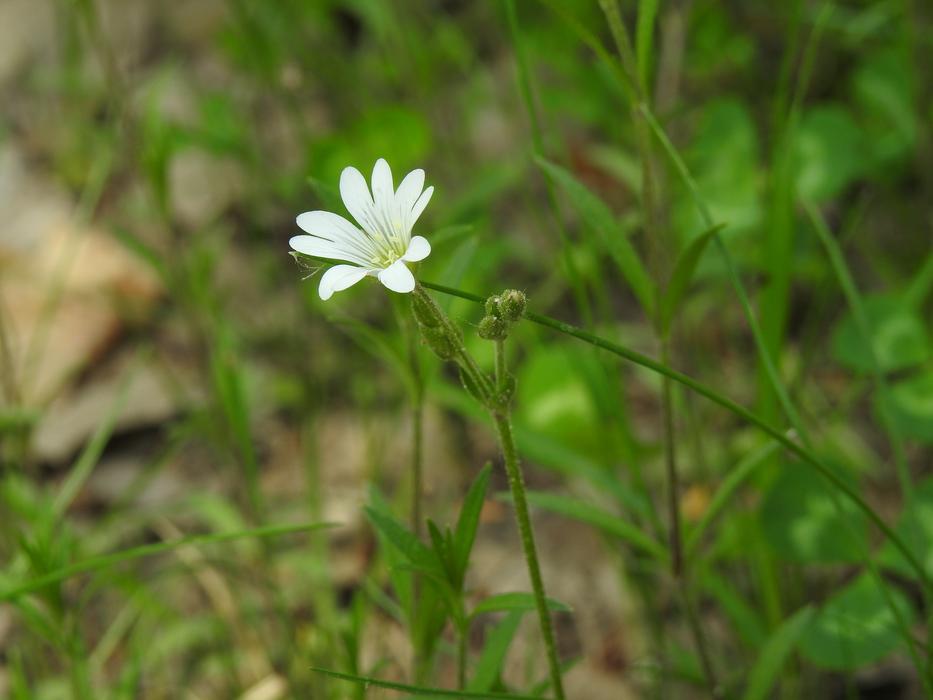 Nature Plant Flower At The Court