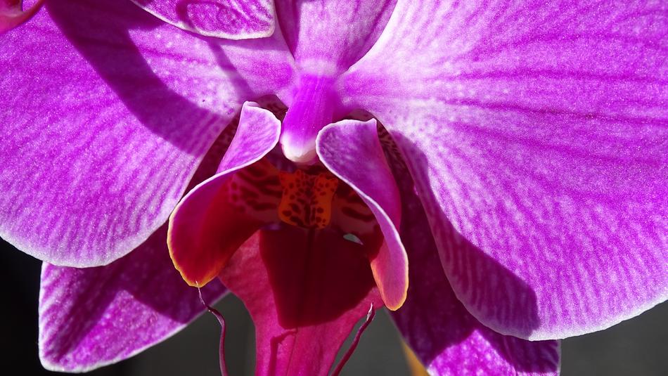 Nature Color Plant