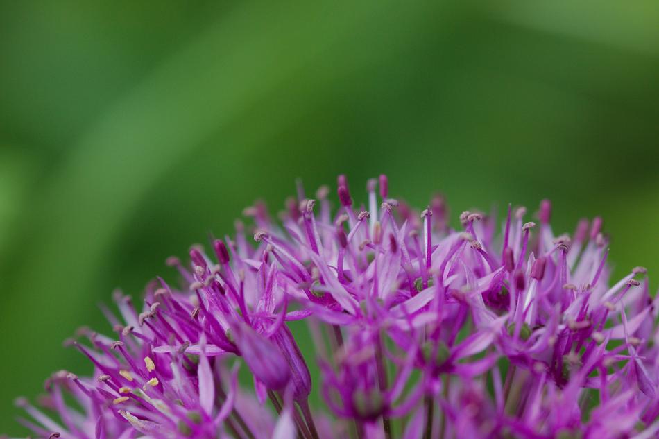 beautiful flower close-up