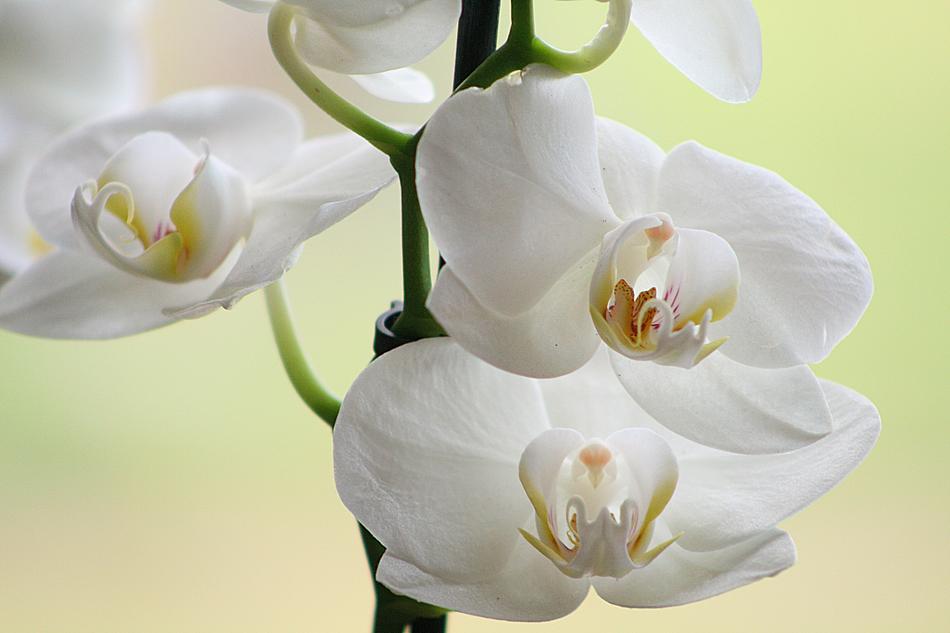 Flower Nature Plant