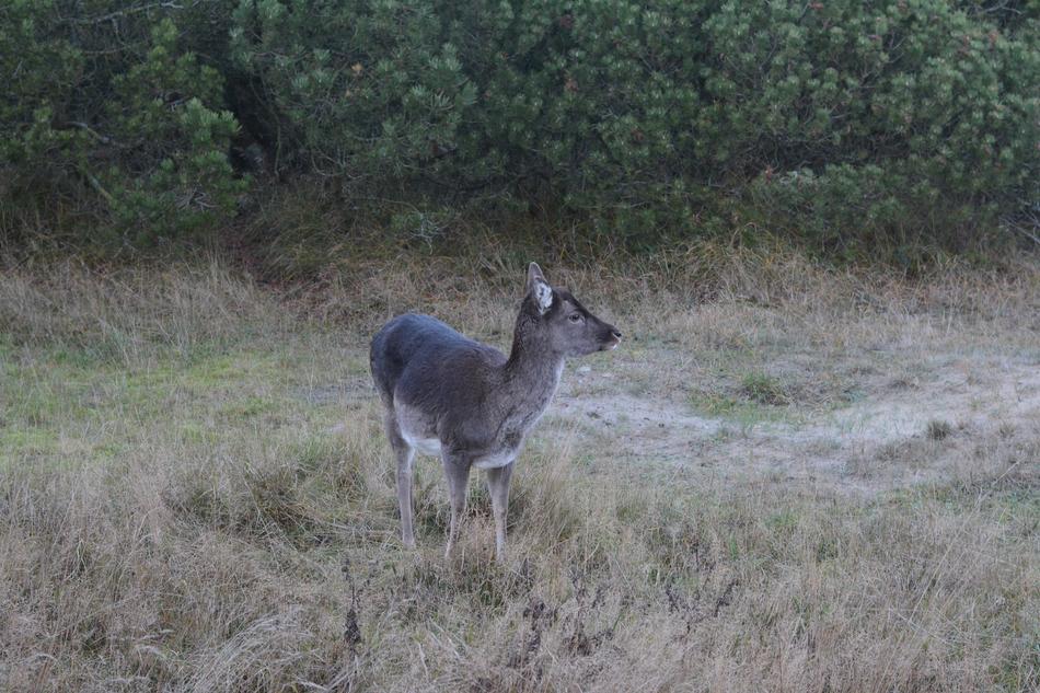 Deer Nature Expensive