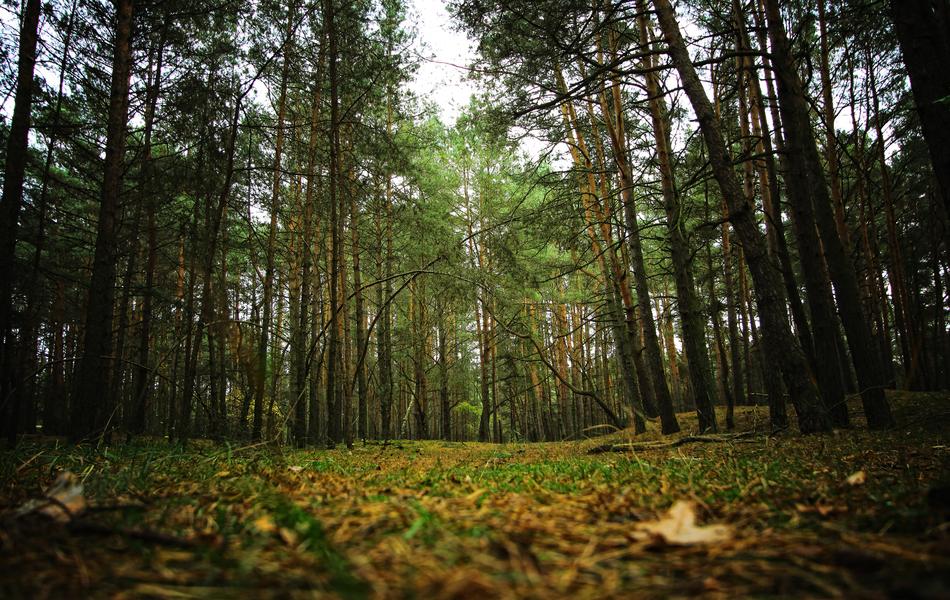 Forest Spacer Nature