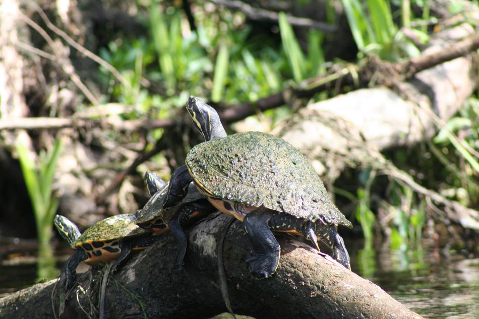 Nature Wildlife Animal