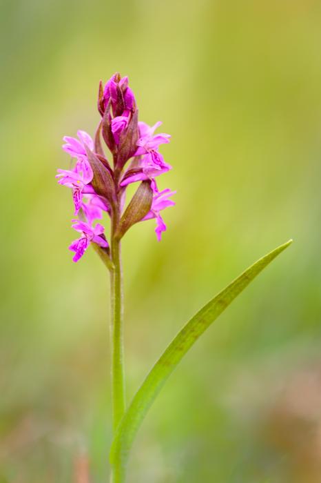 Nature Flower Plant