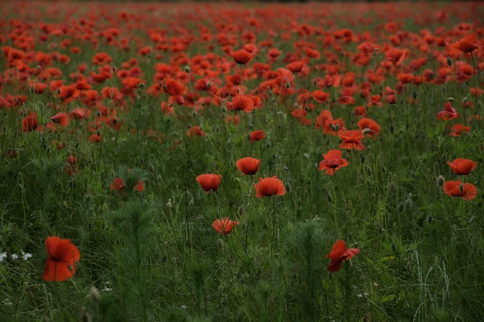 Flower Poppy Field