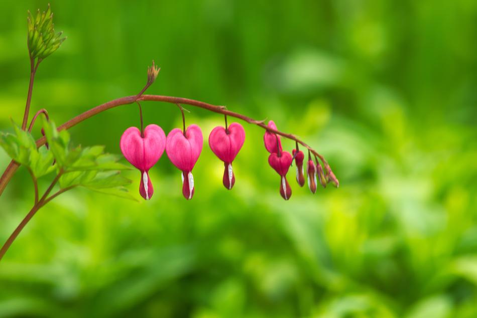 hearts red branch green