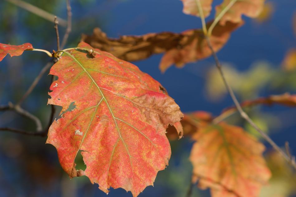 Leaf Autumn Fall