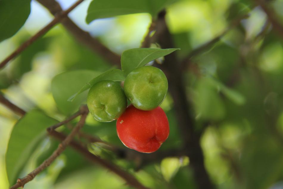 Acerola Fruit Power Supply