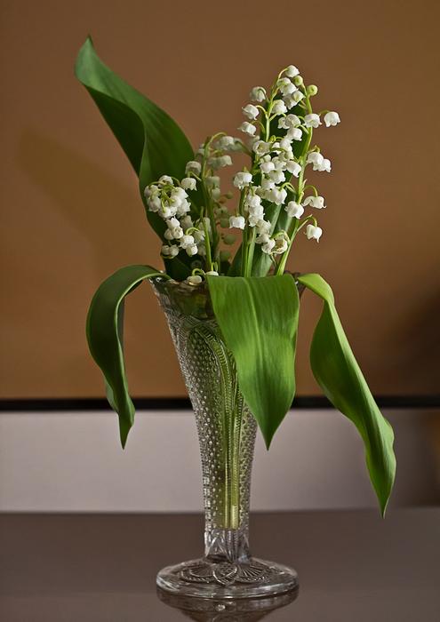 Leaf Plant Flower