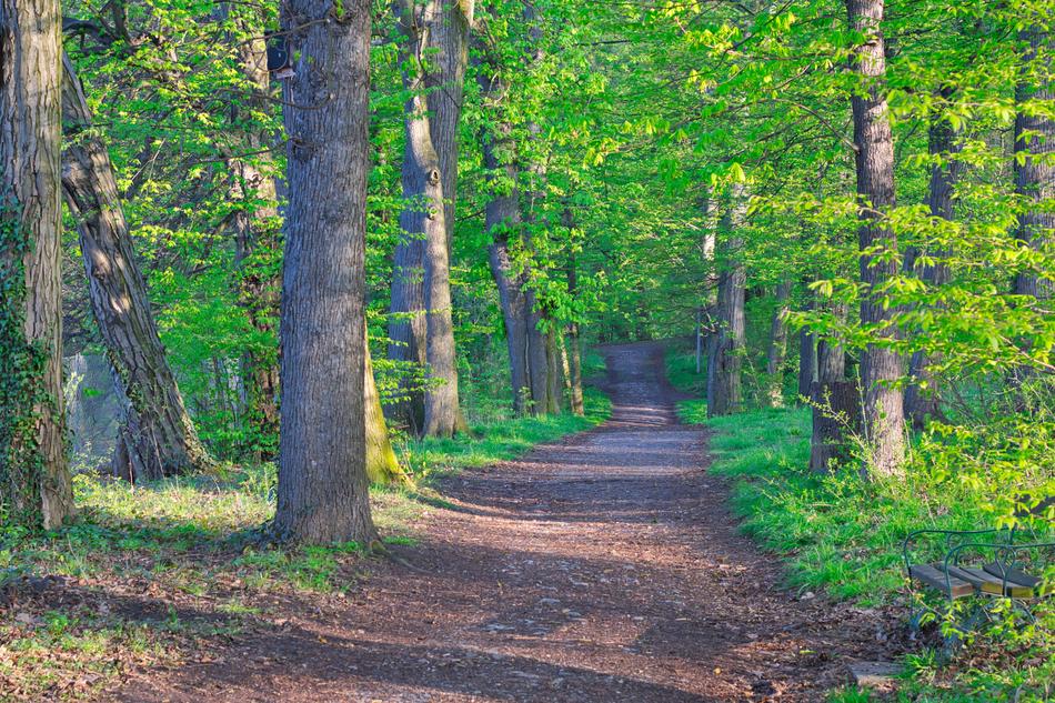 the road leading forward into the forest