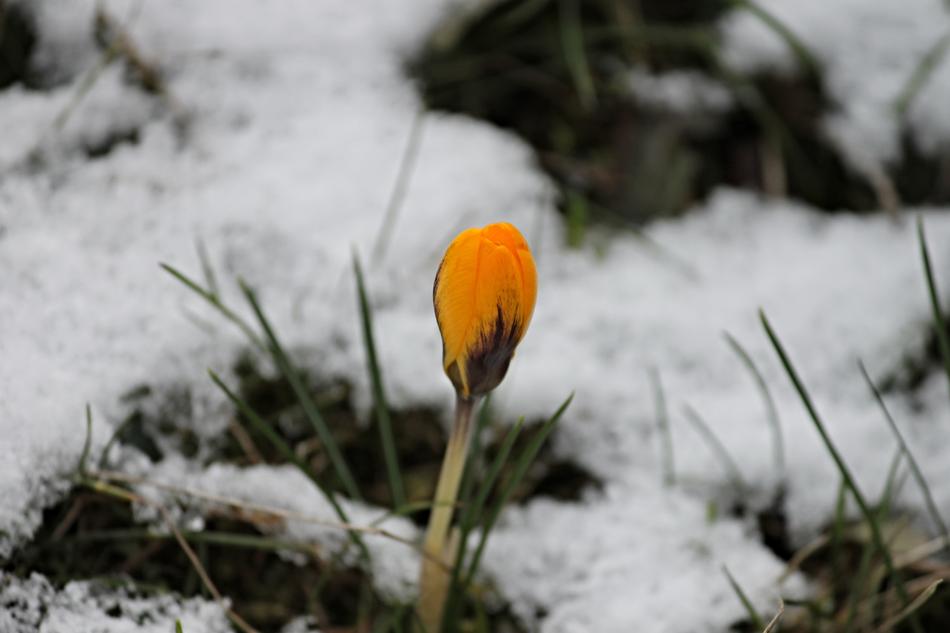 Crocus Yellow Bud