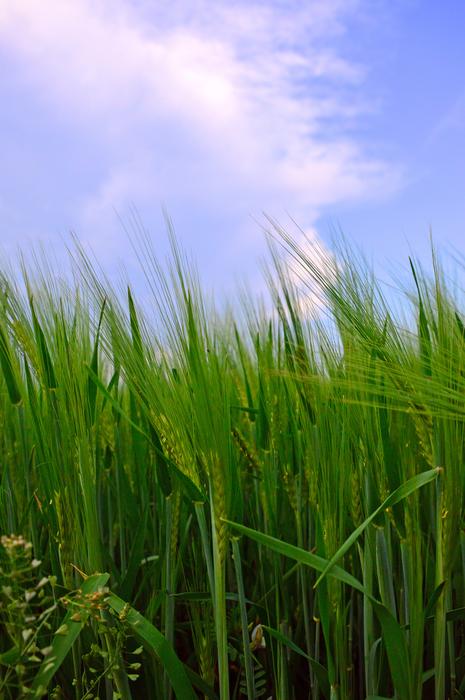 Lawn Field Meadow