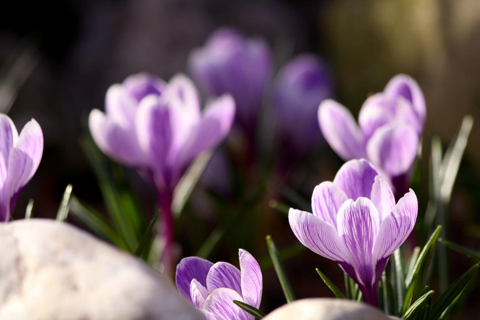 purple flowers on rocks landscape
