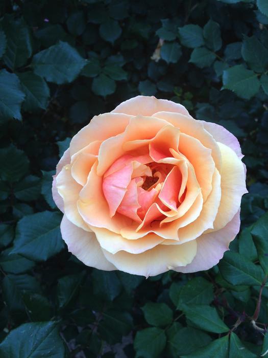a wild and beautiful rose on green leaves