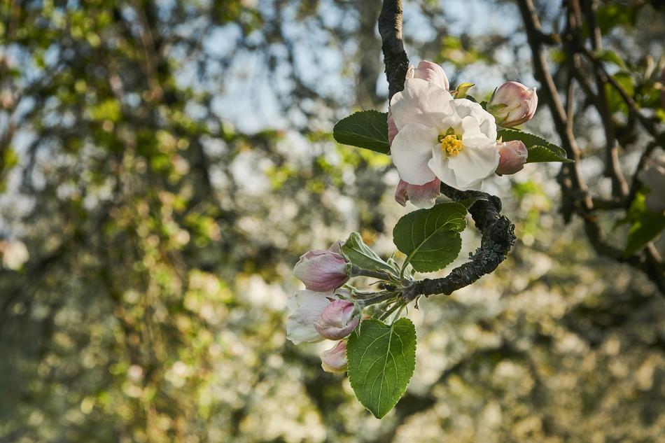 Tree Flower Plant