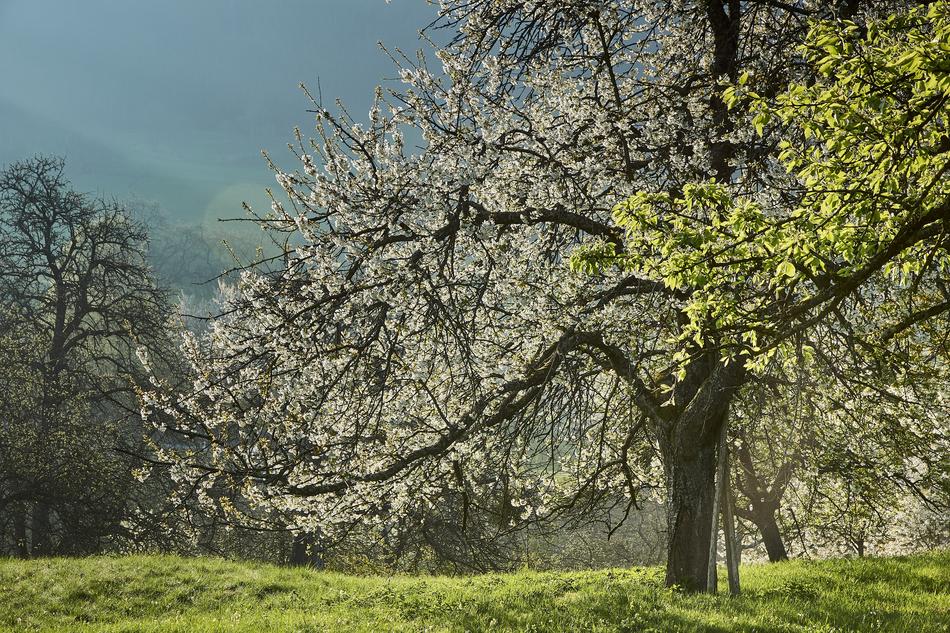 leaves on a tree on a green lawn