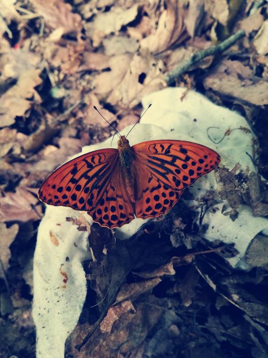 Butterfly moth on a rock